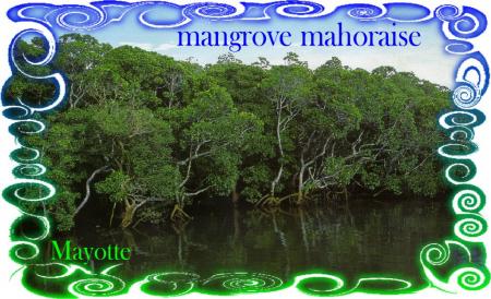 MANGROVE 