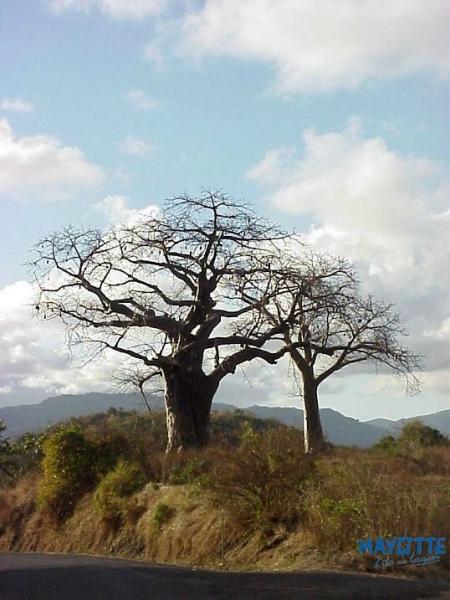 Le grand  Baobab  De  Tchanga